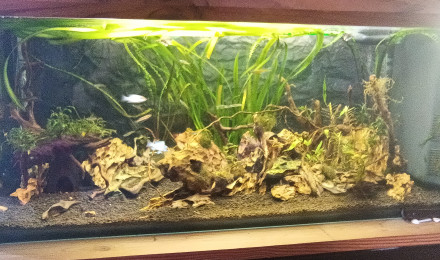 aquarium Aquascape
