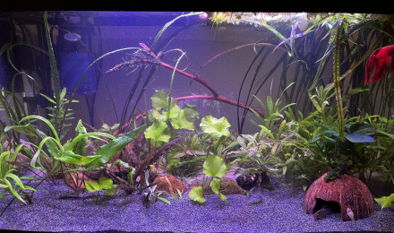 aquarium Spécial betta