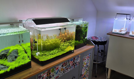 aquarium Iwagumi 30 L