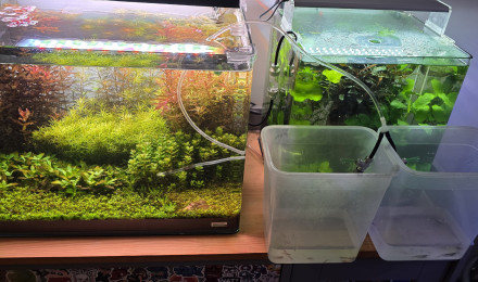 aquarium 70l hollandais