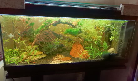 aquarium La petite jungle