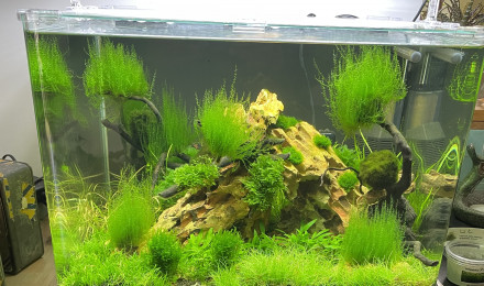 aquarium Nano 60 L