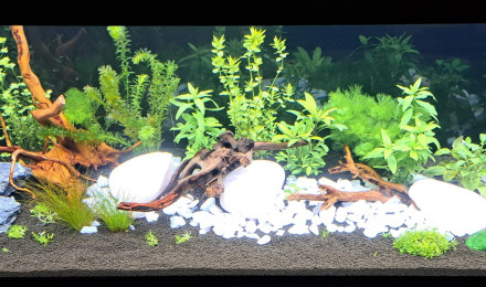 aquarium Aquarium 240L