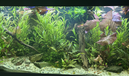 aquarium Aquarium communautaire eau douce