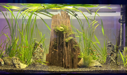 aquarium 120L