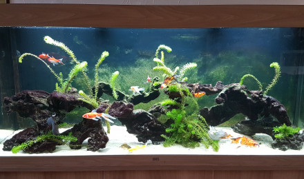 aquarium BAC450