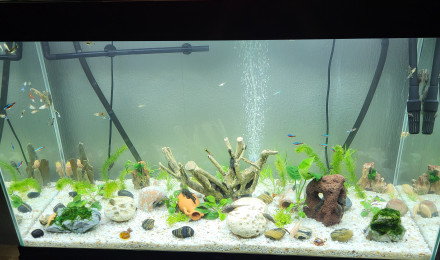 aquarium La vie est douce