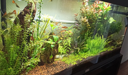 aquarium 200L