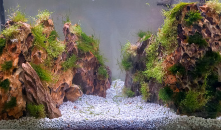 aquarium montain scape en Oko Stones.  70 litres