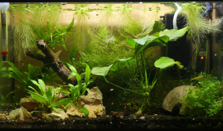 aquarium 20L
