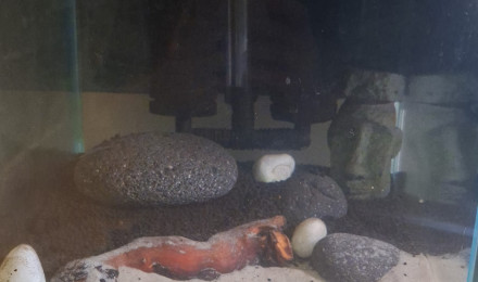 aquarium 25L - Spé Caridinas RCS