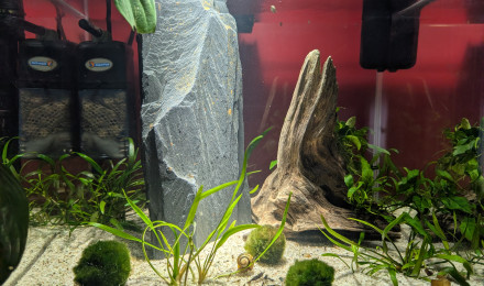 aquarium AMTRA NANOSCAPING 35