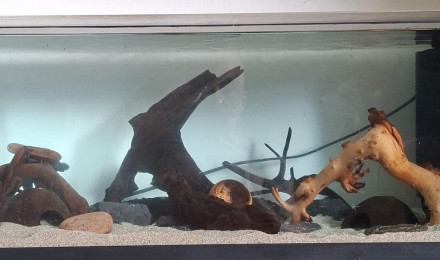 aquarium 55L Biotope Amazonien - Spé Apisto Cacatoi