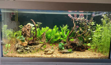aquarium Mon premier