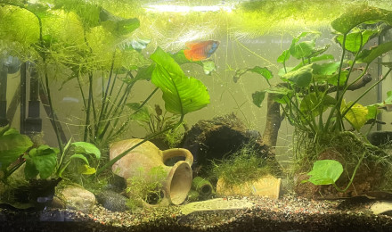 aquarium Eau douce