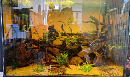 aquarium BlackWater