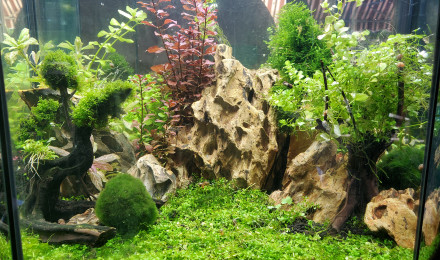 aquarium Scape crevettes