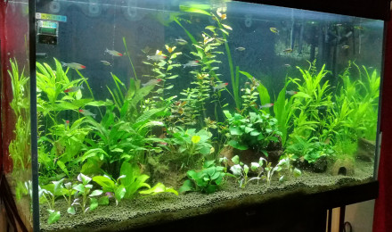 aquarium Elegance