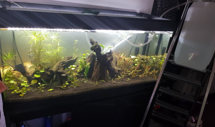 aquarium Fluval roma 240 led