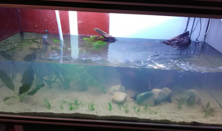 aquarium Amazonien
