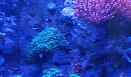 aquarium Rsm130