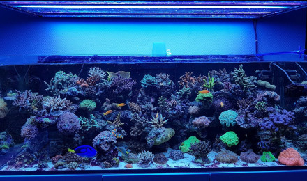 aquarium Ma petite barrière de corail