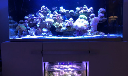 aquarium Osaka