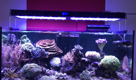 aquarium Reefer 350