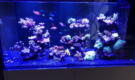 aquarium Peninsula 500