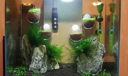 aquarium Aquasalamanger
