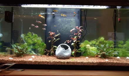 aquarium 1er