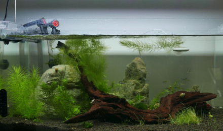 aquarium 50L de Dorsiocellata crevettes et escargots