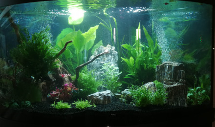 aquarium Trigon line led