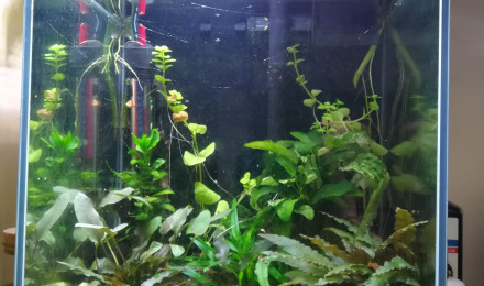 aquarium 20L Bureau