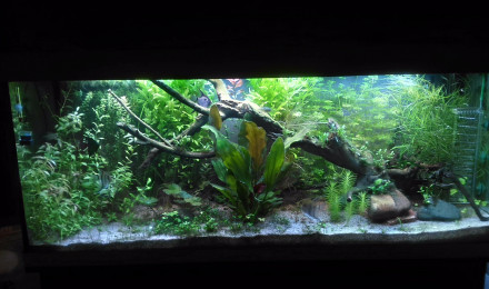 aquarium Aqua Philou