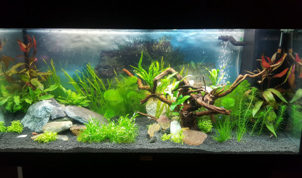 aquarium Juwel