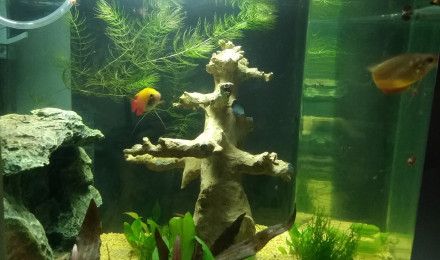aquarium Rena biocube 50