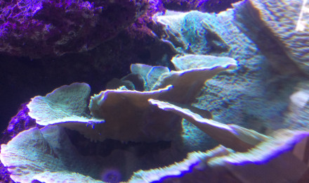 aquarium Recifal