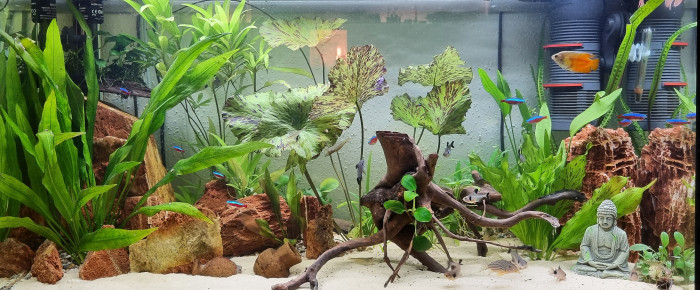 aquarium LE CANYON  OCCITAN , de Rabaud
