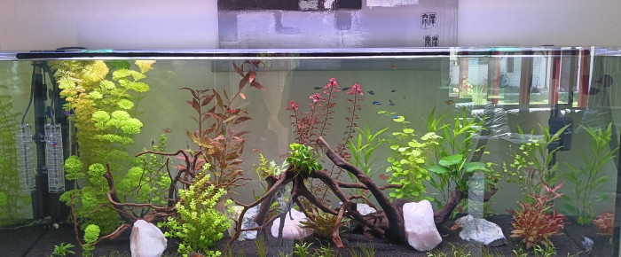 aquarium Amazonien , de jenelfe