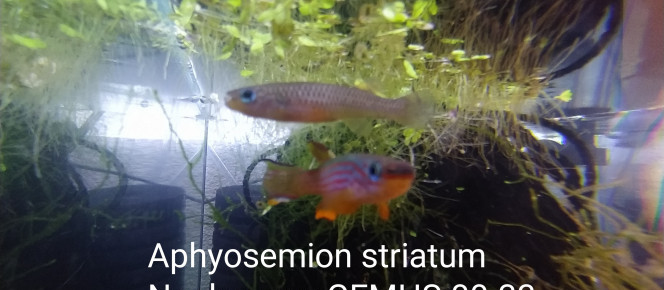 aquarium 334 01 Jeune Couple Aphyosemion Striatum Ncolamvan 00 33 , de Killi26