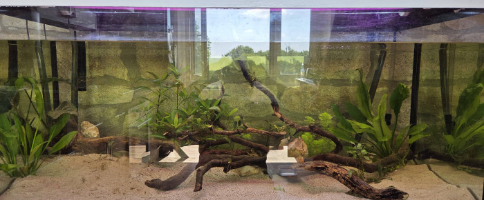 aquarium Bac Asiatique 300L , de Dwinell