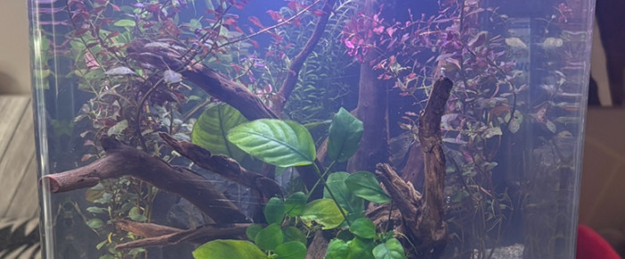 aquarium Nano cube Dennerle 30 Snow , de MamZ-L94