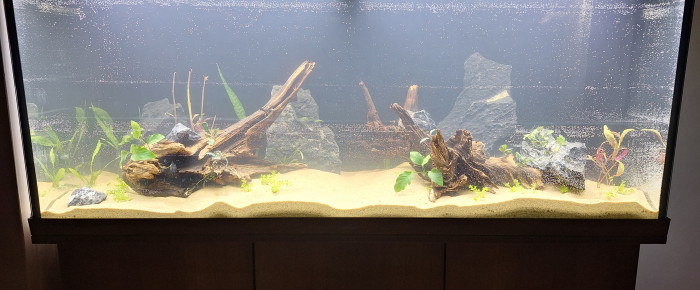 aquarium 240L communautaire , de MarieJouc