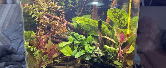 aquarium Nano cube Dennerle 30 Snow , de MamZ-L94