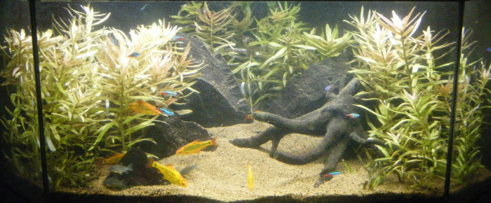 aquarium Pans de Travassac , de lvd99