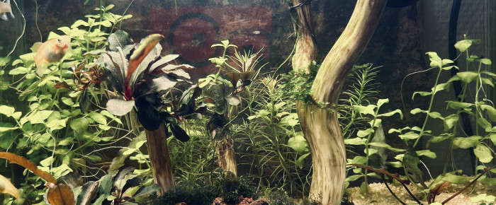 aquarium Projet 2        17 litres , de Cabernet