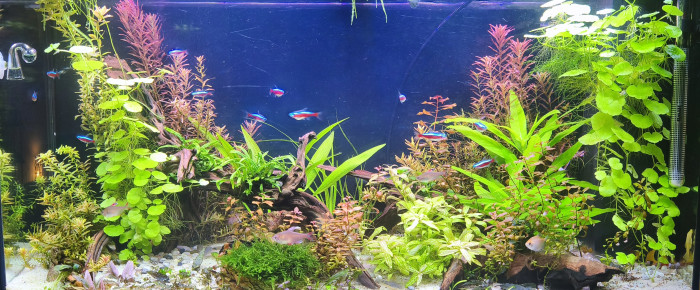 aquarium Juwel Vision 180 , de Cam89