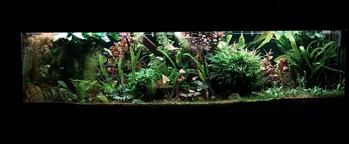 aquarium Amazonien hollandais , de STK54