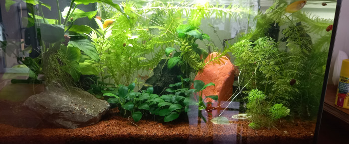 aquarium Aquarium du salon , de Ananais